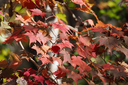 Image of Acer micranthum by (c) harum.koh, some rights reserved (CC BY-SA)