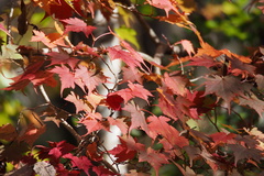 Acer micranthum