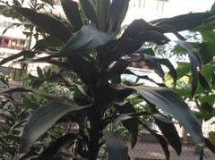 Dracaena fragrans compacta