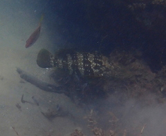Epinephelus malabaricus