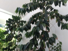 Coffeeae