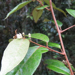 Elaeagnus triflora