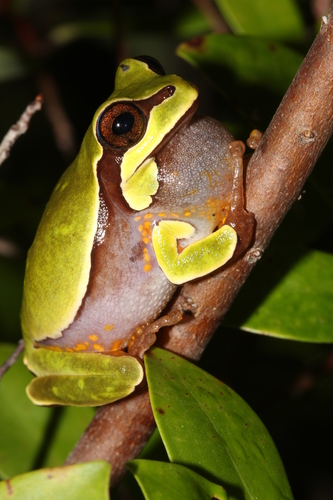 Pine barrens tree frog
