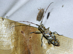 Monochamus marmorator