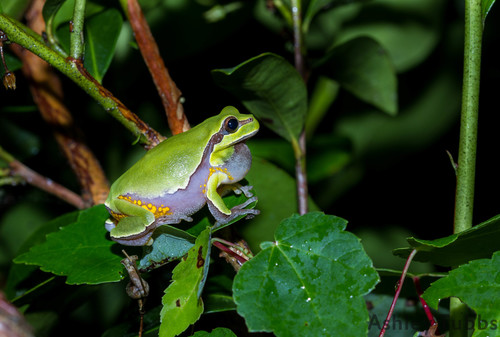Pine barrens tree frog