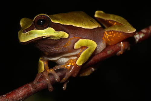 Pine barrens tree frog