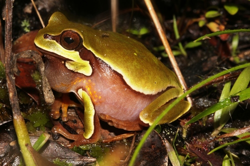 Pine barrens tree frog