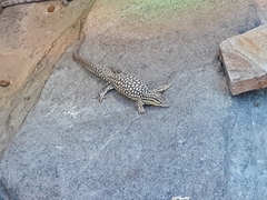 Varanus acanthurus
