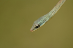 Dendrelaphis grandoculis
