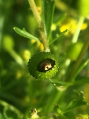 Chrysolina subsulcata