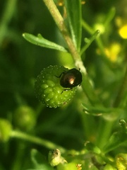 Chrysolina subsulcata