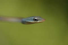 Dendrelaphis grandoculis