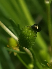 Chrysolina subsulcata