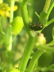 Chrysolina subsulcata