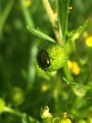 Chrysolina subsulcata