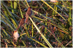 Cisticola nigriloris