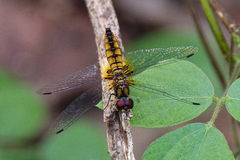 Aethriamanta brevipennis