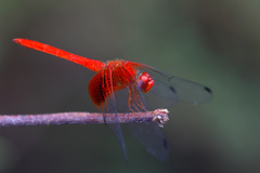 Dythemis maya