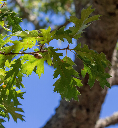 Quercus kelloggii