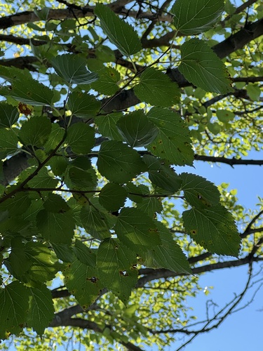 Morus alba