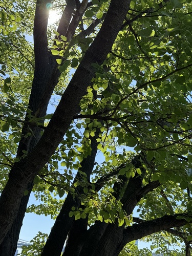 Morus alba