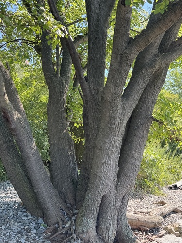 Morus alba