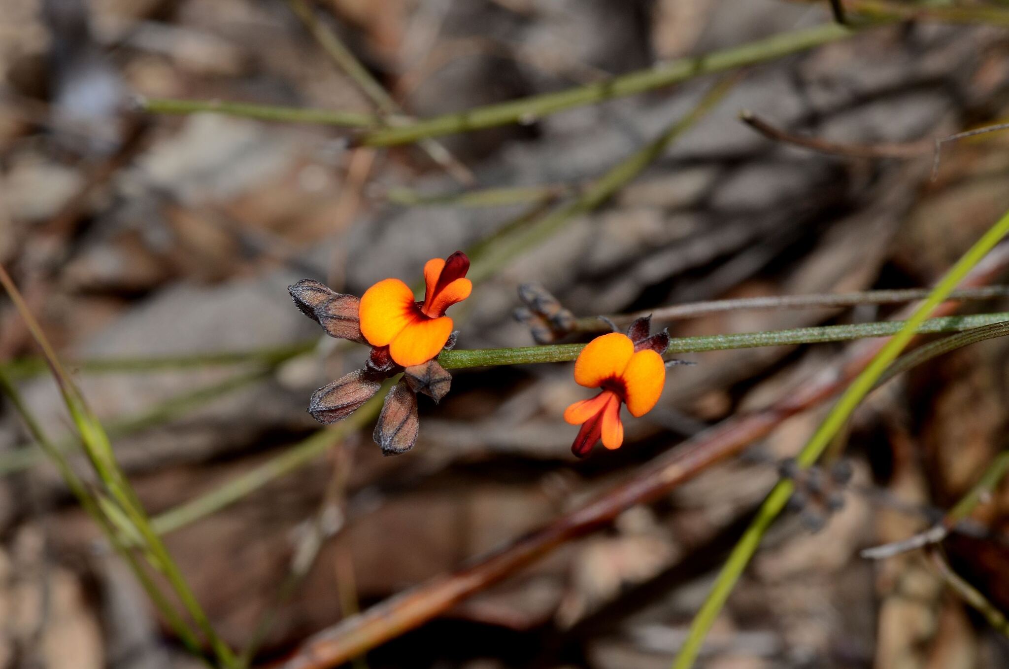 Jacksonia capitata