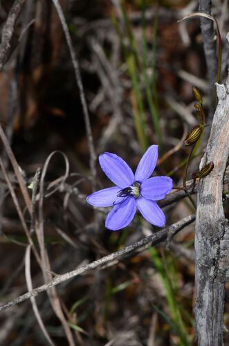 Agrostocrinum scabrum (Agrostocrinum scabrum)