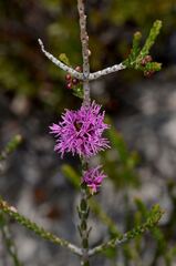Melaleuca inops, photograph (c) James (Jim) Duggan, some rights reserved (CC BY-SA)
