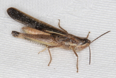 Aiolopus thalassinus dubius