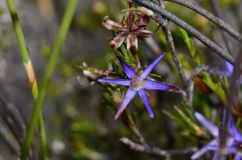 Calectasia gracilis (Calectasia gracilis)