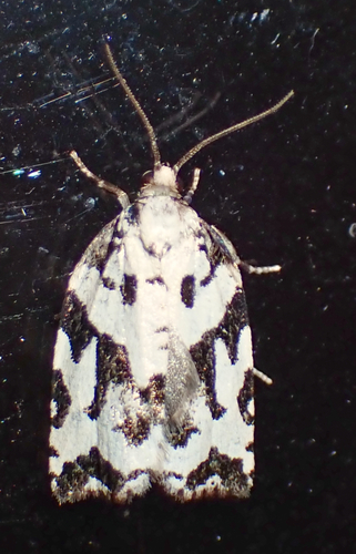 Boldly-marked Archips Moth photo 4
