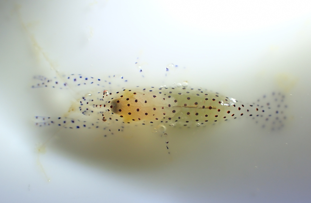 Anchistus miersi