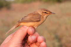 Acrocephalus tangorum