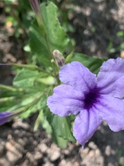 Ruellia simplex
