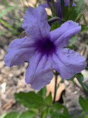 Ruellia simplex