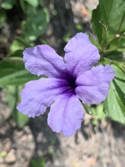 Ruellia simplex