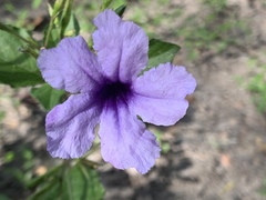 Ruellia simplex