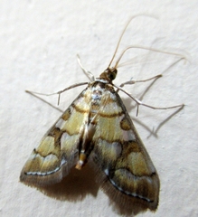 Pseudopyrausta