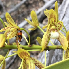 Stethopachys formosa