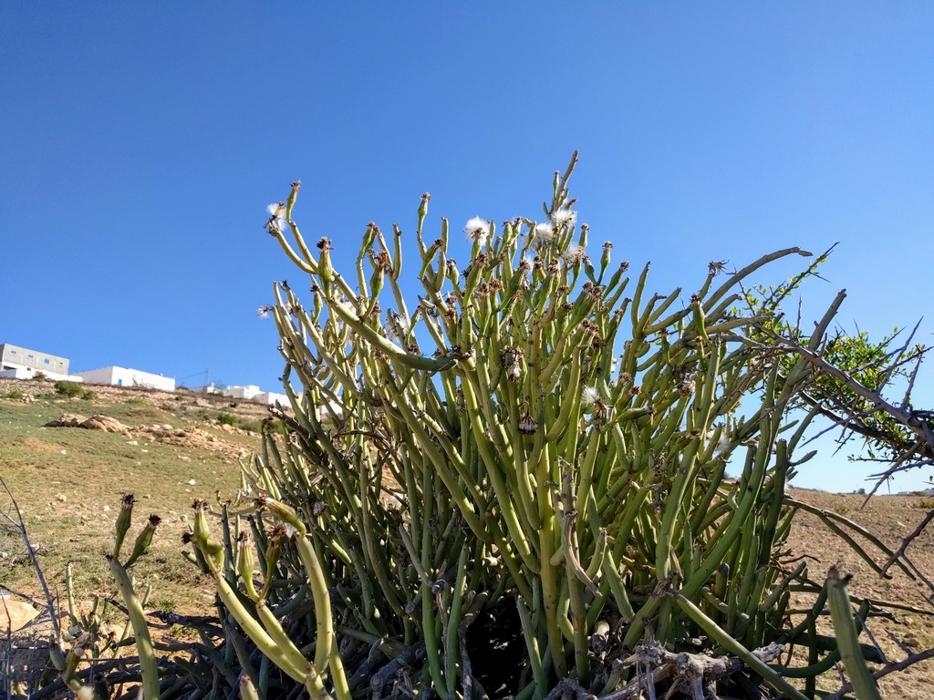 Senecio anteuphorbium