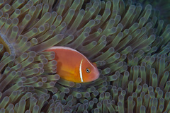 Amphiprion perideraion