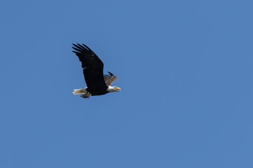 Bald Eagle photographed in Rhode Island