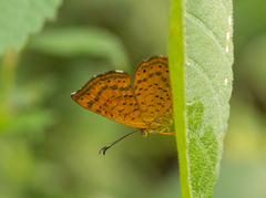Calephelis braziliensis