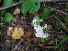 Fuligo septica candida