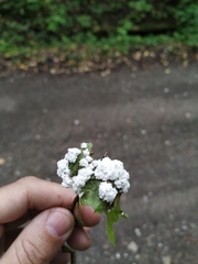 Fuligo septica candida
