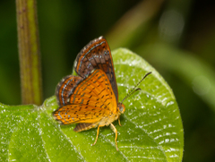 Calephelis braziliensis