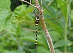 Macromia pacifica