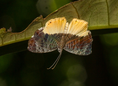 Catocyclotis aemulius