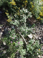 Salvia pinguifolia